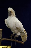 葵花鳳頭鸚鵡藏品圖，第6張